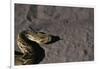 Puff Adder on Sand-Paul Souders-Framed Photographic Print