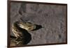 Puff Adder on Sand-Paul Souders-Framed Photographic Print