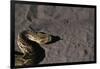 Puff Adder on Sand-Paul Souders-Framed Photographic Print