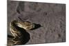 Puff Adder on Sand-Paul Souders-Mounted Photographic Print