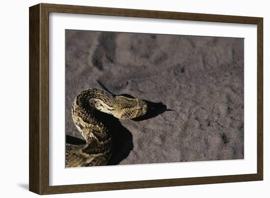 Puff Adder on Sand-Paul Souders-Framed Photographic Print