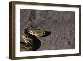 Puff Adder on Sand-Paul Souders-Framed Photographic Print