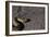 Puff Adder on Sand-Paul Souders-Framed Photographic Print