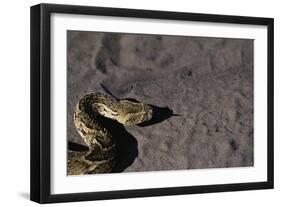 Puff Adder on Sand-Paul Souders-Framed Photographic Print