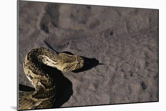 Puff Adder on Sand-Paul Souders-Mounted Photographic Print