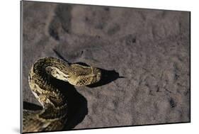 Puff Adder on Sand-Paul Souders-Mounted Photographic Print