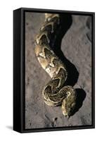 Puff Adder Snake-Paul Souders-Framed Stretched Canvas