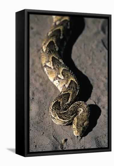 Puff Adder Snake-Paul Souders-Framed Stretched Canvas