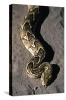 Puff Adder Snake-Paul Souders-Stretched Canvas