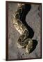 Puff Adder Snake-Paul Souders-Framed Premium Photographic Print