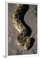 Puff Adder Snake-Paul Souders-Framed Premium Photographic Print