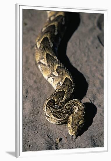 Puff Adder Snake-Paul Souders-Framed Premium Photographic Print