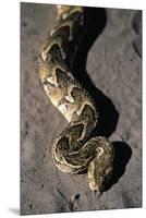 Puff Adder Snake-Paul Souders-Mounted Premium Photographic Print