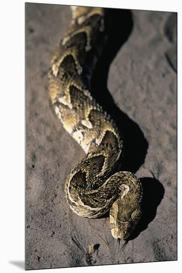 Puff Adder Snake-Paul Souders-Mounted Premium Photographic Print