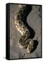 Puff Adder Snake-Paul Souders-Framed Stretched Canvas