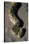 Puff Adder Snake-Paul Souders-Stretched Canvas