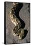 Puff Adder Snake-Paul Souders-Framed Stretched Canvas