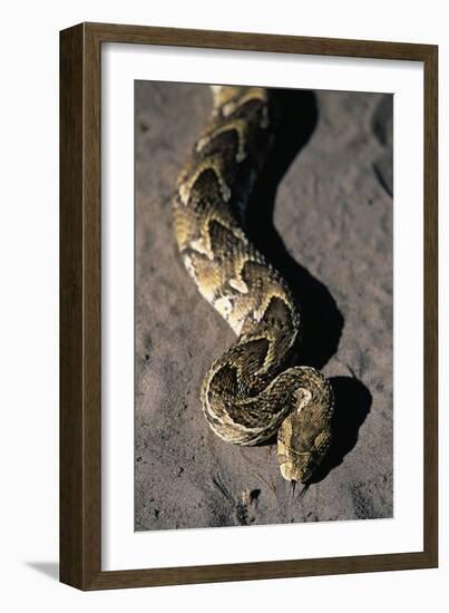 Puff Adder Snake-Paul Souders-Framed Photographic Print