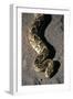 Puff Adder Snake-Paul Souders-Framed Photographic Print