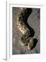 Puff Adder Snake-Paul Souders-Framed Photographic Print