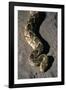 Puff Adder Snake-Paul Souders-Framed Photographic Print