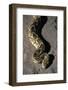 Puff Adder Snake-Paul Souders-Framed Photographic Print