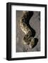 Puff Adder Snake-Paul Souders-Framed Photographic Print