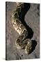 Puff Adder Snake-Paul Souders-Stretched Canvas