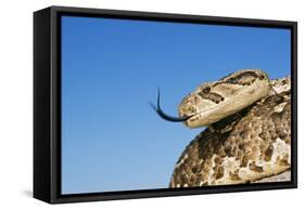 Puff Adder with Forked Tongue Extended-null-Framed Stretched Canvas