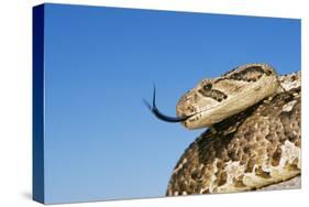Puff Adder with Forked Tongue Extended-null-Stretched Canvas