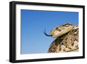 Puff Adder with Forked Tongue Extended-null-Framed Photographic Print