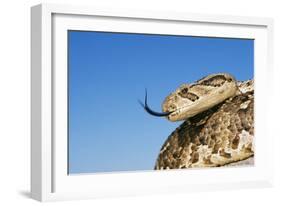 Puff Adder with Forked Tongue Extended-null-Framed Photographic Print