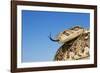 Puff Adder with Forked Tongue Extended-null-Framed Photographic Print