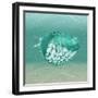 Puff Fish F22-Albert Koetsier-Framed Art Print