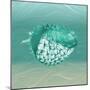 Puff Fish F22-Albert Koetsier-Mounted Art Print