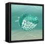 Puff Fish F22-Albert Koetsier-Framed Stretched Canvas