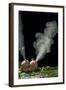 Puffballs Releasing Spores-null-Framed Photographic Print