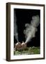 Puffballs Releasing Spores-null-Framed Photographic Print