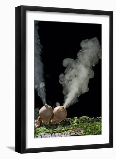 Puffballs Releasing Spores-null-Framed Photographic Print