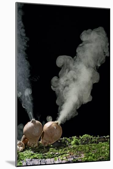 Puffballs Releasing Spores-null-Mounted Photographic Print