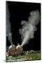 Puffballs Releasing Spores-null-Mounted Photographic Print