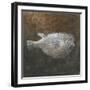 Puffer Fish, 2015-Lincoln Seligman-Framed Giclee Print