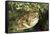 Puffer Fish with Green Eyes in the Clear Waters Off Staniel Cay, Exuma, Bahamas-James White-Framed Stretched Canvas