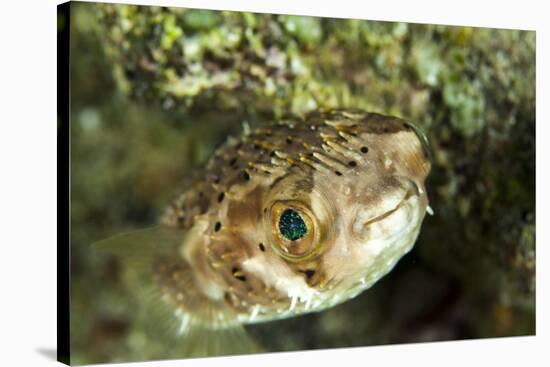 Puffer Fish with Green Eyes in the Clear Waters Off Staniel Cay, Exuma, Bahamas-James White-Stretched Canvas