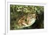 Puffer Fish with Green Eyes in the Clear Waters Off Staniel Cay, Exuma, Bahamas-James White-Framed Photographic Print