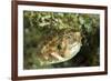 Puffer Fish with Green Eyes in the Clear Waters Off Staniel Cay, Exuma, Bahamas-James White-Framed Photographic Print