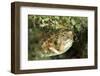 Puffer Fish with Green Eyes in the Clear Waters Off Staniel Cay, Exuma, Bahamas-James White-Framed Photographic Print