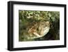 Puffer Fish with Green Eyes in the Clear Waters Off Staniel Cay, Exuma, Bahamas-James White-Framed Photographic Print