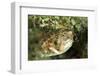 Puffer Fish with Green Eyes in the Clear Waters Off Staniel Cay, Exuma, Bahamas-James White-Framed Photographic Print