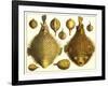 Puffer Fish-null-Framed Art Print